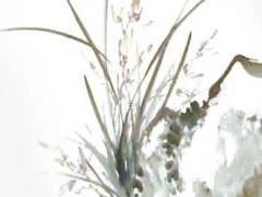 獅子男故意引起你的注意是為什么 獅子男使喚人