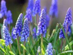 夢見狼抓羊是什么意思 夢見狼抓人