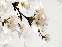 屬龍2024年多大年齡 2024年屬龍是什么年