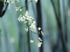 屬牛和屬馬的相沖嗎 屬牛和屬馬在一起相克嗎