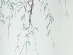 屬蛇室內擺什么綠植好,屬蛇室內擺什么花好