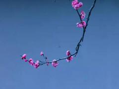 龍男婚配屬相 龍男配對生肖