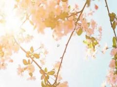 2022年2月20日農歷正月二十出生的寶寶取名參考楚辭