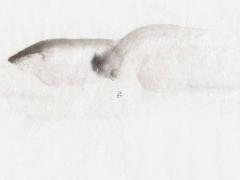 屬豬女人生什么屬相最好 屬豬的女人生什么屬相寶寶最好