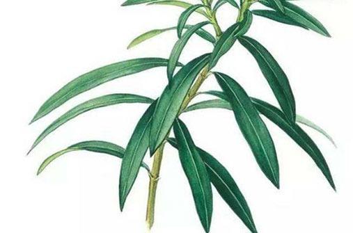 屬龍害怕屬狗,屬龍的會克屬狗的嗎 屬龍害怕屬狗,屬龍的會克屬狗的嗎