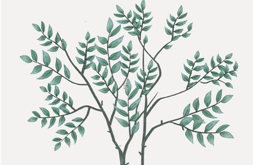 算命的說這3大生肖天生富貴命 別去算命生肖決定富貴 算命的說這3大生肖天生富貴命 別去算命生肖決定富貴