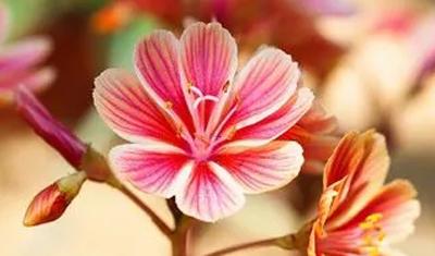 夢見泄密 夢見泄密