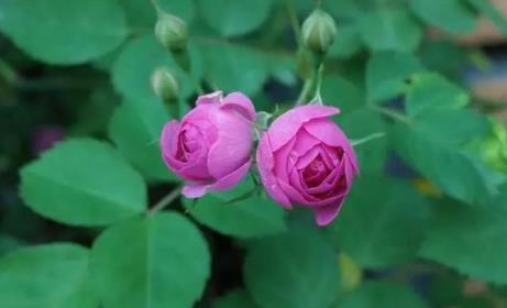 夢(mèng)見患肺病 夢(mèng)見患肺病