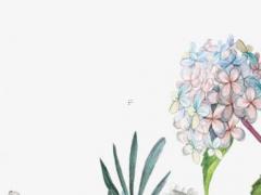 屬兔女婚姻何時來 屬兔女人婚姻