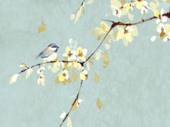 屬蛇的女人適合養(yǎng)什么植物,屬蛇的女人適合養(yǎng)什么花