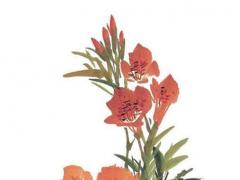 屬猴2024年運(yùn)勢(shì)及運(yùn)程1992年的猴 屬猴2024年運(yùn)勢(shì)及運(yùn)程1980年出生