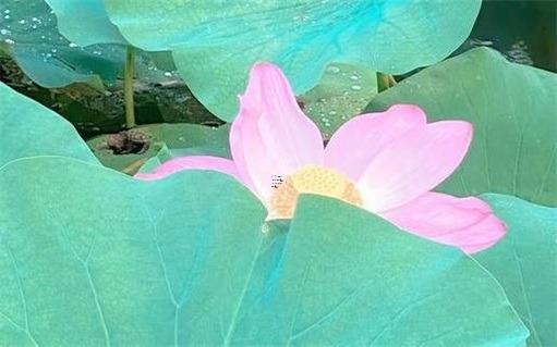 一個屬馬的和屬龍的結合怎么樣,屬馬和屬龍的人在一起會怎么樣 一個屬馬的和屬龍的結合怎么樣,屬馬和屬龍的人在一起會怎么樣