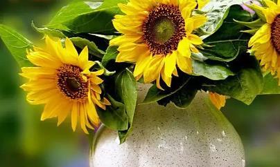 夢(mèng)見紅色的果實(shí)是什么意思 夢(mèng)見紅色的果實(shí)是什么意思