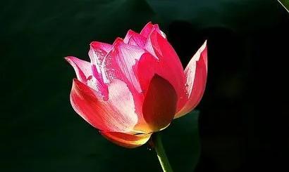 寶可夢劍和盾區別在哪 寶可夢劍和盾區別在哪