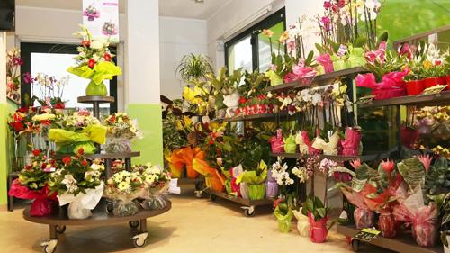 夢見鴿子飛進自己家里 夢見鴿子飛進自己家里