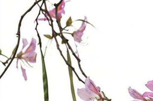 屬蛇男婚配屬鼠女怎么樣，屬蛇男和屬鼠女適合做夫妻嗎