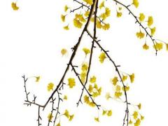 最近運(yùn)勢(shì)不好怎樣化解 最近運(yùn)勢(shì)不順