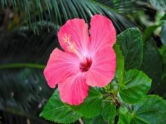 孕婦夢(mèng)見(jiàn)自己生了一個(gè)男孩