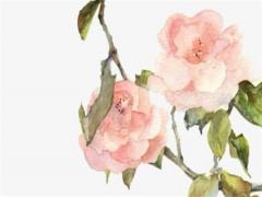 2024屬什么生肖 2024屬什么生肖 今年多大了