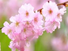 夢(mèng)見好色的