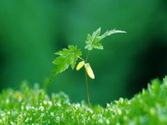 女人夢(mèng)見(jiàn)抓很多活螃蟹