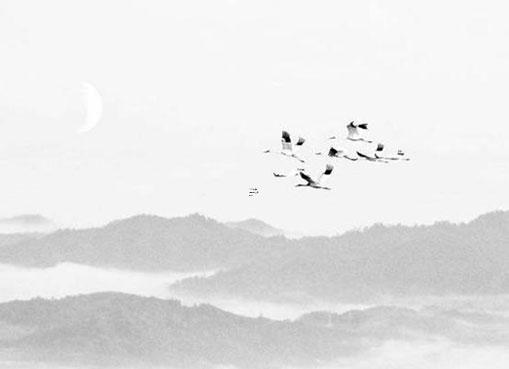 虎生幾月命運最好 虎人生于幾月命好