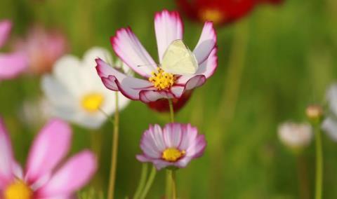 做夢夢見龍是什么征兆