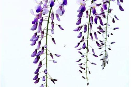 屬狗2024犯太歲嗎 屬狗2024年運勢及運程每月運程狗