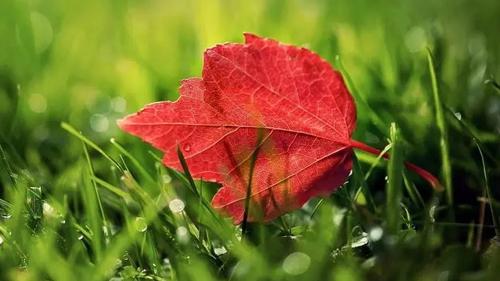 夢見和異性接吻是什么意思 夢見和異性接吻是什么意思