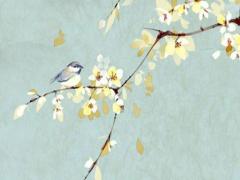 屬兔男生最好的婚配,屬兔男最佳婚配生肖