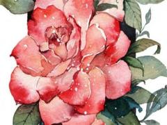 屬虎和雞關(guān)系好不好 屬虎的和雞相沖嗎