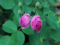 夢見鄰居家結婚辦喜事是什么意思