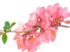 屬羊男會輕易說分手嗎 屬羊男分手了還能挽回么