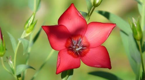 夢到吃核桃 夢到吃核桃