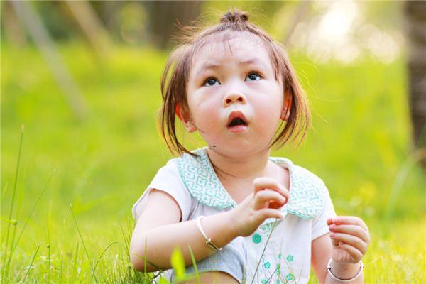 夢見很多烏龜 夢見很多烏龜