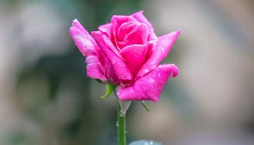 夢(mèng)見情人送雞蛋 夢(mèng)見情人送雞蛋