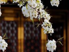 2020年復(fù)姓“夏侯”姓氏名字大全 姓夏侯的人