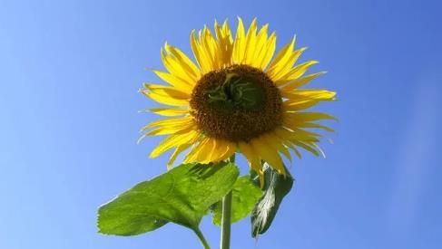 夢見干酪是什么意思 夢見干酪是什么意思