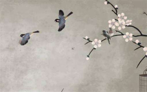 家里發財樹怎么養 在家里發財樹怎樣養才茂盛 家里發財樹怎么養 在家里發財樹怎樣養才茂盛