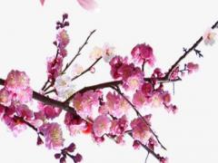 羊與猴屬相合不合財 羊和猴的屬相合不合