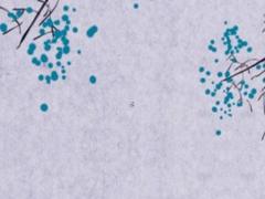 屬蛇進門掛什么花好幾朵,屬蛇家里掛什么畫旺財