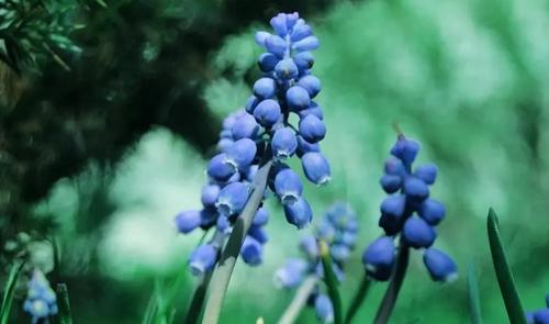 夢見雪地上有墓地