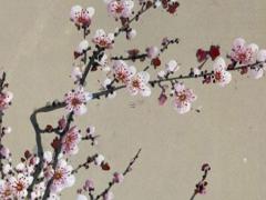 算命才生是什么意思是什么 算命的有才什么意思