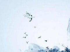 屬兔本命年穿什么顏色內褲,屬兔的本命年穿什么顏色好