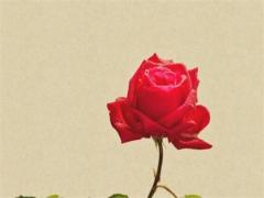 68年屬猴女人的壽命,68年屬猴女健康怎么樣?