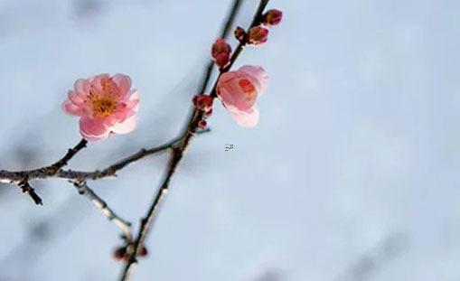 什么生肖命最好 什么生肖命最好排名 什么生肖命最好 什么生肖命最好排名