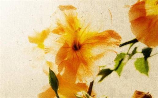 1977年屬蛇女命運(yùn)如何 1977年蛇女一生的命運(yùn) 1977年屬蛇女命運(yùn)如何 1977年蛇女一生的命運(yùn)