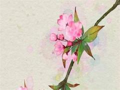 女人屬兔本命年戴什么好,屬兔的女生本命年可以結婚嗎