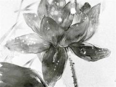 周易中離九是什么意思 離九卦詳解