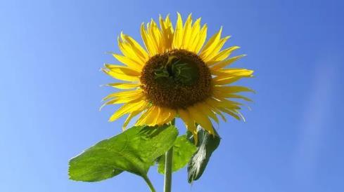 女人夢見紅棗是胎夢嗎